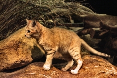 BristolZoo_0005