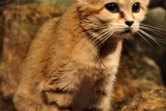 BristolZoo_0027
