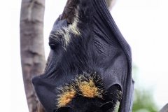 BristolZoo_0126