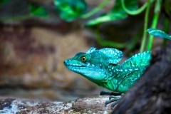 BristolZoo_0164