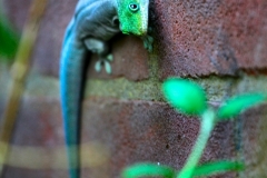 BristolZoo_0228