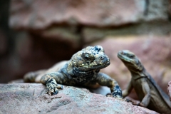 BristolZoo_0236