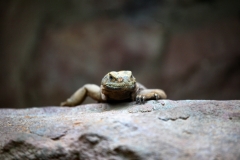 BristolZoo_0251