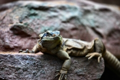 BristolZoo_0290