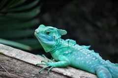 BristolZoo_0398