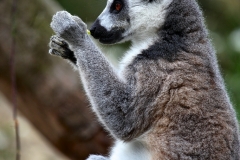BristolZoo_0650