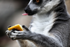 BristolZoo_0660