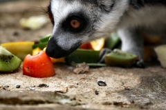 BristolZoo_0674