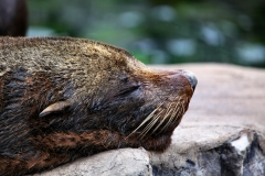 BristolZoo_0746