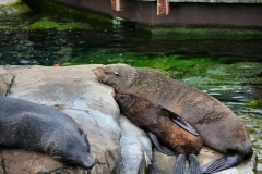 BristolZoo_0785