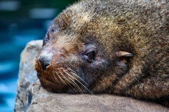 BristolZoo_0800