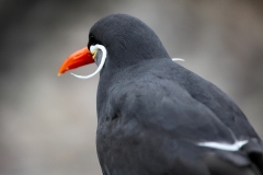 BristolZoo_0845