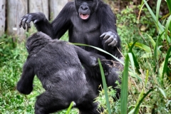 BristolZoo_0978