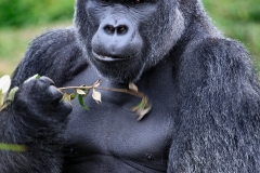 BristolZoo_1136