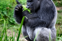 BristolZoo_1214