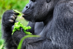 BristolZoo_1235