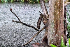 Slimbridge_001