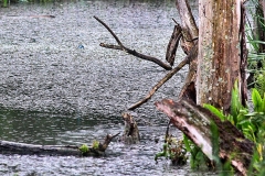 Slimbridge_112
