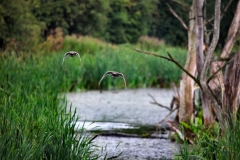 Slimbridge_117