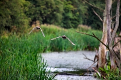 Slimbridge_118
