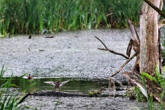 Slimbridge_161