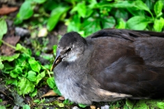 Slimbridge_200