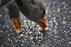 Slimbridge_236