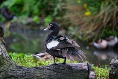Slimbridge_335