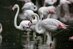 Slimbridge_419