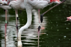 Slimbridge_436