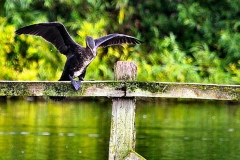 Slimbridge_569