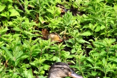 Slimbridge_623