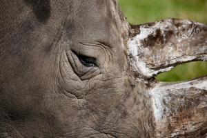 2010-08-11_-_West_Mids_Safari_Park