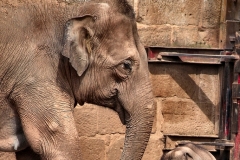 ChesterZoo13_0074
