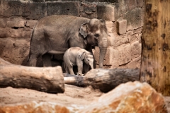 ChesterZoo13_0167