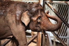 ChesterZoo13_0252