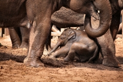 ChesterZoo13_0396