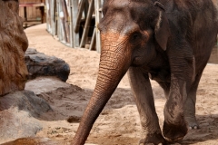 ChesterZoo13_0438
