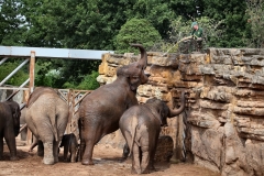ChesterZoo13_0537