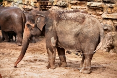 ChesterZoo13_0570