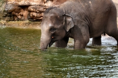 ChesterZoo13_0630