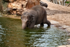 ChesterZoo13_0638