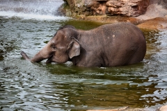 ChesterZoo13_0668