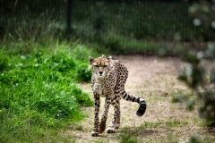 ChesterZoo13_0730