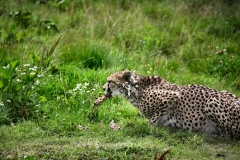 ChesterZoo13_0761
