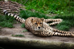ChesterZoo13_0995