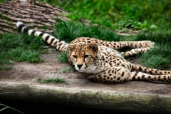 ChesterZoo13_1016