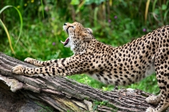 ChesterZoo13_1046