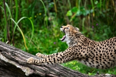 ChesterZoo13_1047
