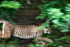 ChesterZoo13_1069